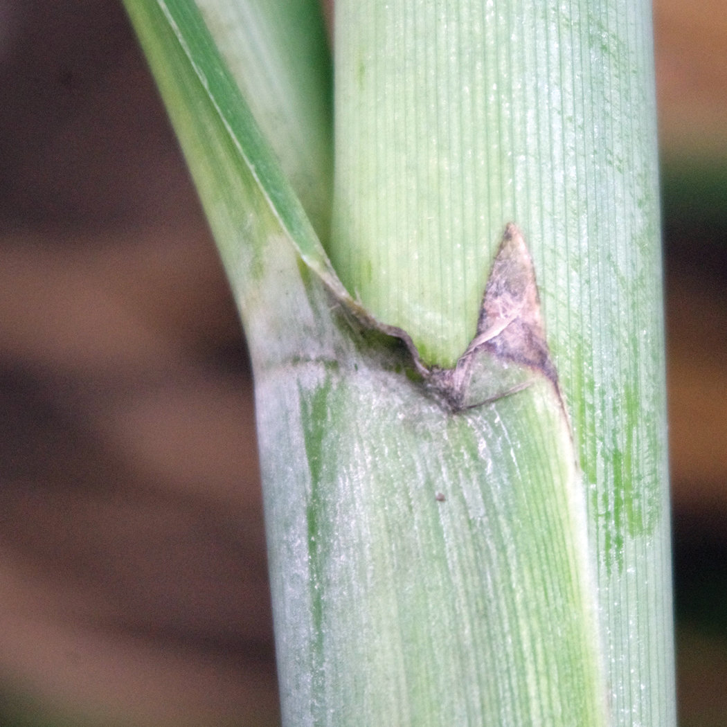 Auricle – Slight to moderate in length when present.